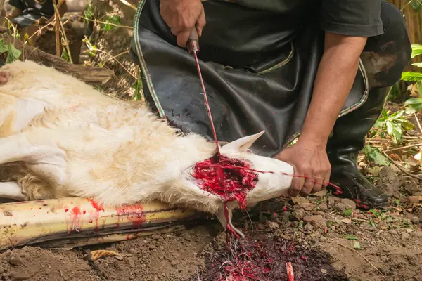 Keçi şeklinde kurban kesilen bir hayvanın yemek borusundan kan akışını gösteren bıçakla yakın plan görüntüsü..