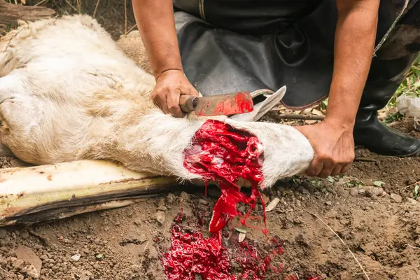 Keçi şeklinde kurban kesilen bir hayvanın yemek borusundan kan akışını gösteren bıçakla yakın plan görüntüsü..