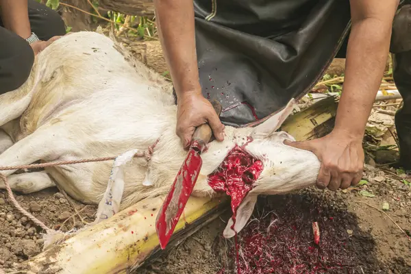 Keçi şeklinde kurban kesilen bir hayvanın yemek borusundan kan akışını gösteren bıçakla yakın plan görüntüsü..