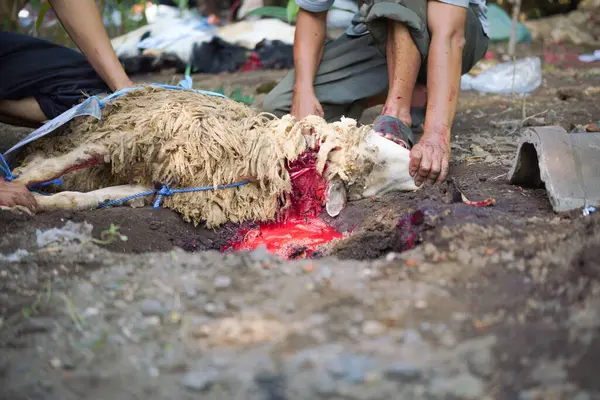 Keçi şeklinde kurban kesilen bir hayvanın yemek borusundan kan akışını gösteren bıçakla yakın plan görüntüsü..