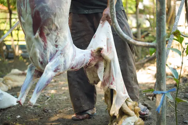 Taze et satmak ve yemek pişirdikten sonra çok lezzetli ve sulu olmak için tam zamanında. Kurban Bayramı 'nda geleneksel bir bıçakla keçinin derisini gövdesinden ayırmak..