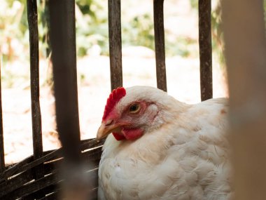 Geleneksel bambu kafesinde beyaz tüylü bir tavuğu yakın çekim. Bambu kafeslerinde tüketim için ızgara tavuklar..