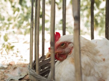Geleneksel bambu kafesinde beyaz tüylü bir tavuğu yakın çekim. Bambu kafeslerinde tüketim için ızgara tavuklar..
