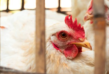 Geleneksel bambu kafesinde beyaz tüylü bir tavuğu yakın çekim. Bambu kafeslerinde tüketim için ızgara tavuklar..
