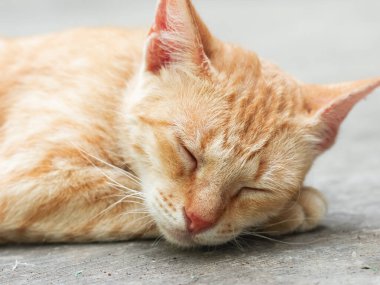 Bulanık arka planda uyuyan bir portakal kedisine yakın çekim