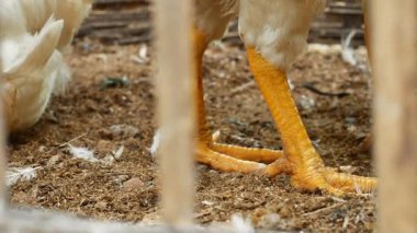 Geleneksel bambu kafesi içinde, talaşla karıştırılmış toprak tabanlı tavuk ayağı görüntüsü. Doğal malzemelerden özel ev alanı için basit kafes kavramı.