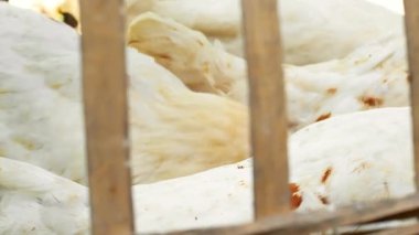 Geleneksel bambu kafesinde beyaz tavuk manzarası. Özel ev alanı için doğal malzemelerden basit kafes konsepti. Bambu kafese kapatılmış tavuk. Genç bir beyazın kafasının yakın çekimi..
