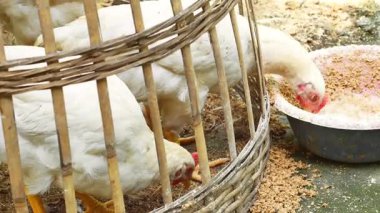 Şişmanlatmak için yemek yiyen beyaz kazan tavuğunun yakın plan görüntüsü. Tavuk kafesinin içinden yemek yiyordu..