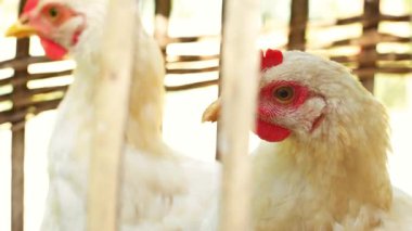 Geleneksel bambu kafesinde beyaz tavuk manzarası. Özel ev alanı için doğal malzemelerden basit kafes konsepti. Bambu kafese kapatılmış tavuk. Genç bir beyazın kafasının yakın çekimi..