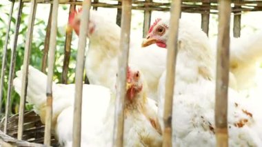 Geleneksel bambu kafesinde beyaz tavuk manzarası. Özel ev alanı için doğal malzemelerden basit kafes konsepti. Bambu kafese kapatılmış tavuk. Genç bir beyazın kafasının yakın çekimi..