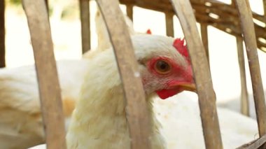Geleneksel bambu kafesinde beyaz tavuk manzarası. Özel ev alanı için doğal malzemelerden basit kafes konsepti. Bambu kafese kapatılmış tavuk. Genç bir beyazın kafasının yakın çekimi..