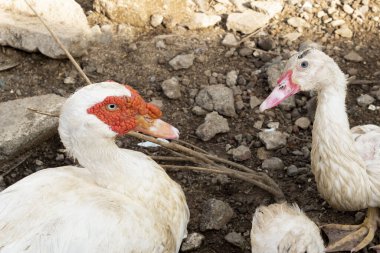 Kırsal kesimdeki bir ördek sürüsü. Kümes hayvanları ve geçimlik tarım kavramı. Ördek kafasının ayrıntıları. Ördekler geleneksel kırsal çiftlik avlusuyla beslenir. Serbest tarım kümes hayvanları konsepti.