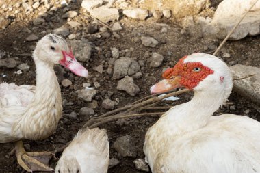 Kırsal kesimdeki bir ördek sürüsü. Kümes hayvanları ve geçimlik tarım kavramı. Ördek kafasının ayrıntıları. Ördekler geleneksel kırsal çiftlik avlusuyla beslenir. Serbest tarım kümes hayvanları konsepti.