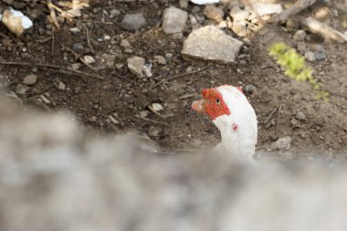 Kırsal kesimdeki bir ördek sürüsü. Kümes hayvanları ve geçimlik tarım kavramı. Ördek kafasının ayrıntıları. Ördekler geleneksel kırsal çiftlik avlusuyla beslenir. Serbest tarım kümes hayvanları konsepti.