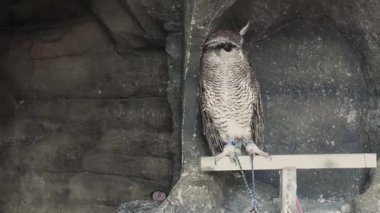 Hayvanat bahçesindeki bir baykuş bacağından fotoğraf aracı olarak zincirlenmiş. Hayvanat bahçesinde baykuş gezisi.