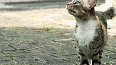 Gündüz vakti meskun bir sokakta yürüyen çok renkli bir kedinin yakın plan görüntüsü. Bir evin bahçesinde, desenli renkli evcil bir kedi yürüyor..