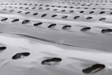 Pirinç tarlasına kırmızı biber ekme süreci, yakın mesafeden çekilmiş. Çiftçiler samanla acı biber ekerler..