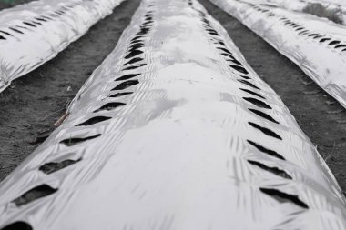 Pirinç tarlasına kırmızı biber ekme süreci, yakın mesafeden çekilmiş. Çiftçiler samanla acı biber ekerler..