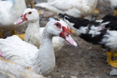Kırsal kesimdeki bir ördek sürüsü. Kümes hayvanları ve geçimlik tarım kavramı. Ördek kafasının ayrıntıları. Ördekler geleneksel kırsal çiftlik avlusuyla beslenir. Serbest tarım kümes hayvanları konsepti.