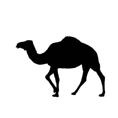 Deve silueti, dromedary - vektör illüstrasyonu. 