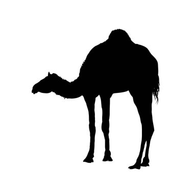 Deve silueti, dromedary - vektör illüstrasyonu. 