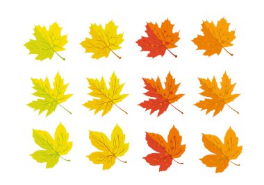 Autumn maple leaves yellow, orange and red - vector illustration  clipart