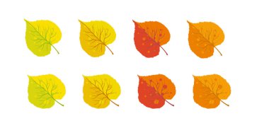 Sonbahar yaprakları seti sarı, turuncu ve kırmızı - vektör illüstrasyon .