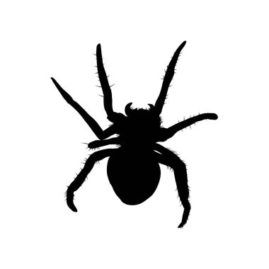 Örümcek silueti izole edilmiş. Vektör illüstrasyonu