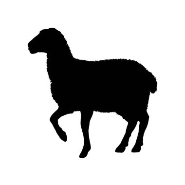 Koyun silueti. Vektör illüstrasyonu