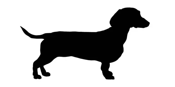 Dachshund siluet vektör çizimi. Vektör illüstrasyonu