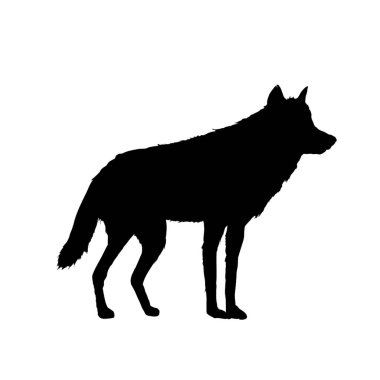 Bir kurdun silueti. Vektör illüstrasyonu