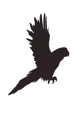 Papağan silueti - izole - vektör illüstrasyonu .