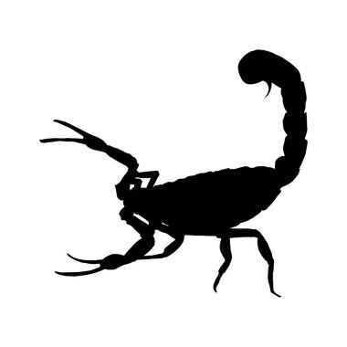 Akrep silueti - vektör çizimi. Vektör illüstrasyonu
