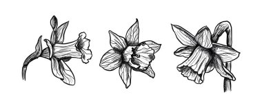 El yapımı nergis koleksiyonu. Vektör illüstrasyonu