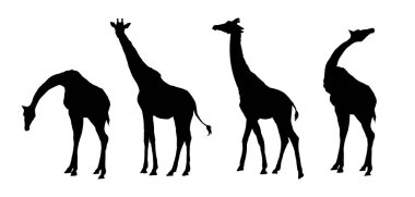 Set of giraffe silhouette - vector illustration . Vector illustration clipart