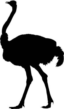 Beyaz arkaplanda siyah devekuşu çizimi 