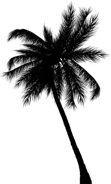 Siluet palmiye ağacı simgesi, vektör illüstrasyonu