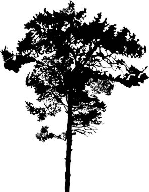 Çam ağacının silueti, vektör çizimi