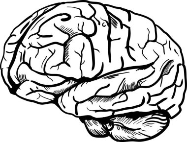 Beyin insan organı simgesi, vektör illüstrasyonu