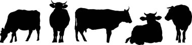 Beyaz arkaplanda siyah inek siluetleri, vektör illüstrasyonu
