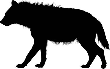 Vahşi kurdun silueti ileri doğru yürüyor.