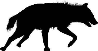 Vahşi kurdun silueti ileri doğru yürüyor.