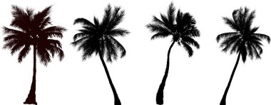 Tropikal palmiye ağaçlarının siluetleri, vektör illüstrasyonu