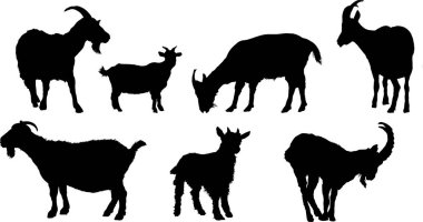 Keçi siluetleri otluyor ve başlarını eğiyor.