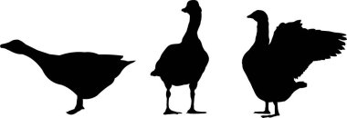 Beyaz arka planda duran üç kaz silueti