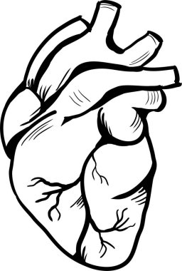 İnsan organı kalbi, vektör illüstrasyonu