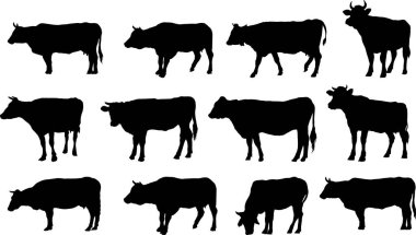 Beyaz arkaplanda inek siluetleri simgeleri.