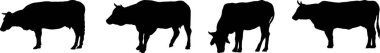 Dört siyah inek silueti yan görünümde duruyor.