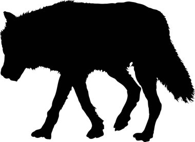 Başı eğik yürüyen kurt silueti.