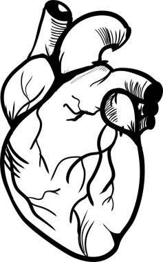 İnsan kalp anatomisinin vektör çizimi